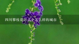 四川攀枝花怎么个怎么样的城市