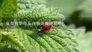 成都到攀枝花自驾游旅游攻略？