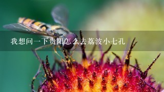 我想问一下贵阳怎么去荔波小七孔