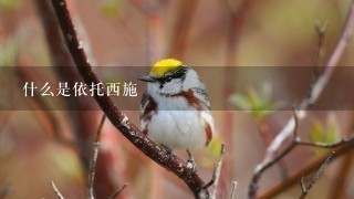 什么是依托西施