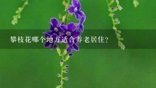 攀枝花哪个地方适合养老居住？