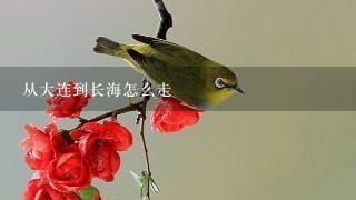 从大连到长海怎么走