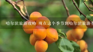 哈尔滨旅游攻略 现在这个季节到哈尔滨旅游有什么优惠吗 从上海出发 最好买一送一哦