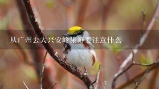 从广州去大兴安岭旅游要注意什么