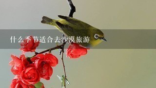 什么季节适合去沙漠旅游