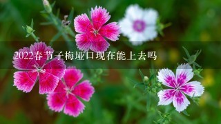 2022春节子梅垭口现在能上去吗