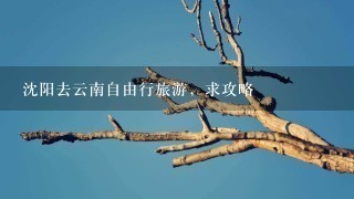 沈阳去云南自由行旅游，求攻略