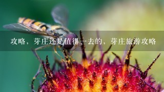 攻略，芽庄还是值得一去的，芽庄旅游攻略