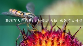 我现在人在深圳 五一想出去玩 求各位大神指教 省内省外都可以