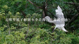 去哪里能了解到冬季北海道旅游最佳地？