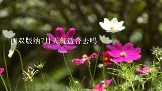 西双版纳7月天气适合去吗