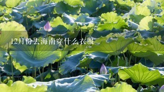 12月份去海南穿什么衣服