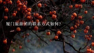 厦门旅游团的联系方式如何?