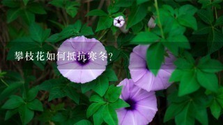 攀枝花如何抵抗寒冬?